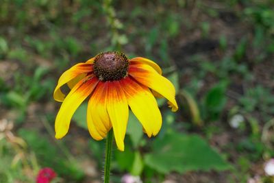 Close-up of yellow daisy flower