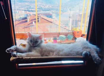 Cat sleeping on table