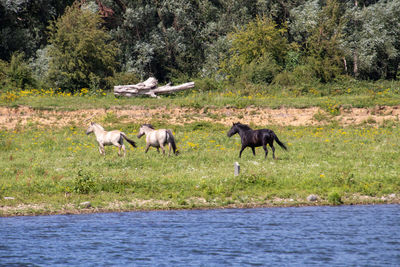 Wild horses in belgium