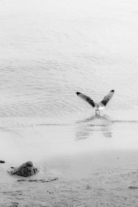 Rear view of bird landing in sea