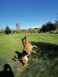 Dog in field against clear sky