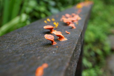 Close-up of dry leaves on wood