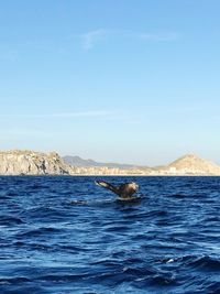 View of whale in sea against sky