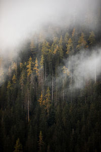 Trees in forest