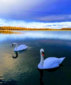 Swans swimming in lake