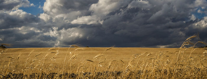 Scenic view of wheat field against storm clouds