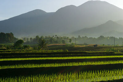 Beautiful morning mist view on indonesian mountains and rice fields