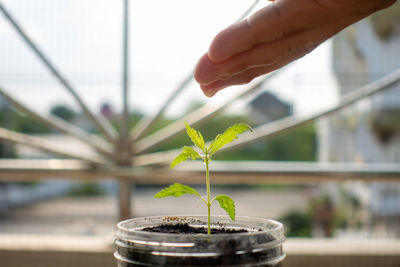 Close-up of hand holding potted plant