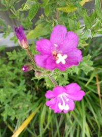 Close-up of flowers blooming in spring