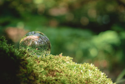Environment concept, a crystal ball lies on a moss in the forest, reflection of the forest.