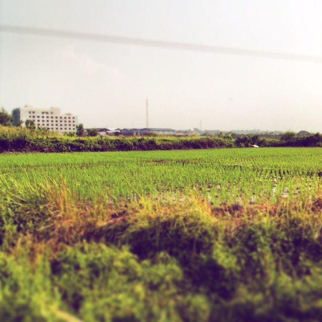 field, agriculture, rural scene, growth, farm, crop, green color, landscape, clear sky, grass, nature, cultivated land, plant, building exterior, tranquil scene, built structure, tranquility, beauty in nature, architecture, copy space