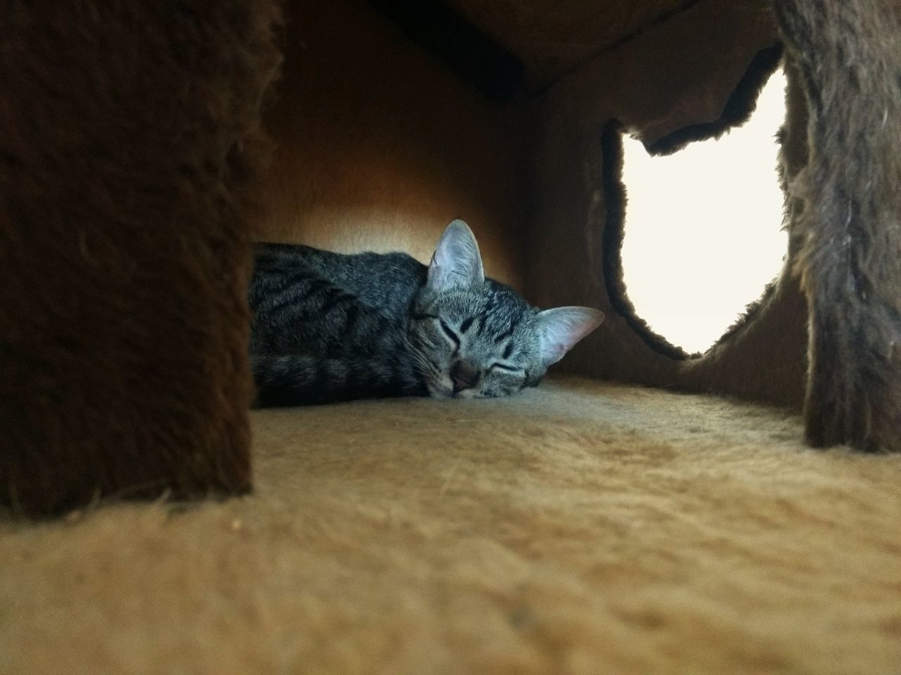 CAT SLEEPING IN A ROOM