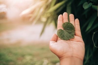 Cropped hand holding heart shape leaf