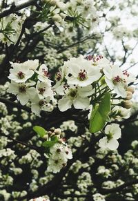 Close-up of white flowers