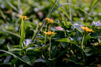 Close-up of flowering plant