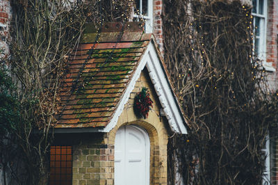 Ivy growing on building