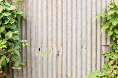 Ivy on wall