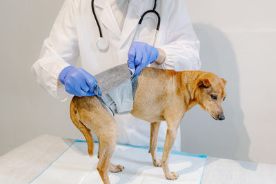 Midsection of woman with dog