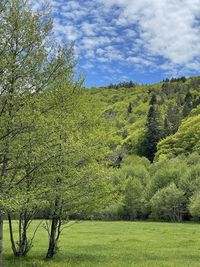 green