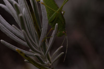 Close-up of insect on plant
