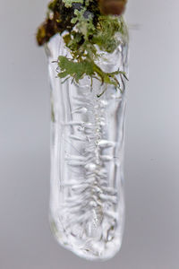 Close-up of potted plant against white background