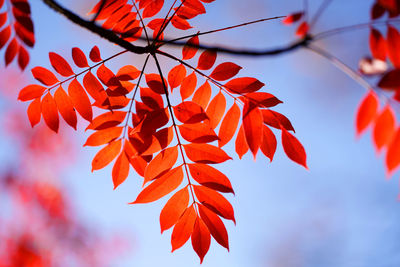 Low angle view of autumnal leaves against orange sky