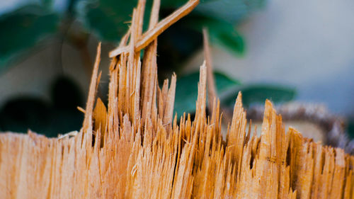 Close-up of dry plant