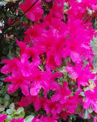 Close-up of pink flowers