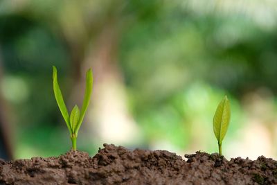 Close-up of small plant growing outdoors