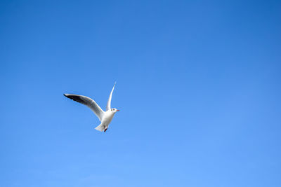 Low angle view of seagull flying in sky