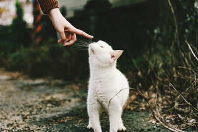 Touch, white cat
