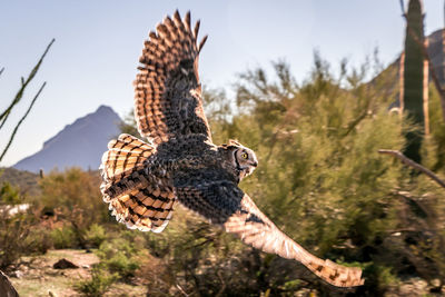 Close-up of eagle flying against sky