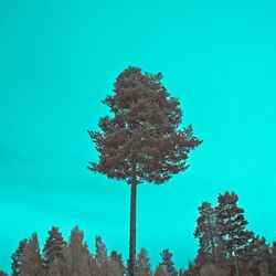 Low angle view of tree against clear blue sky