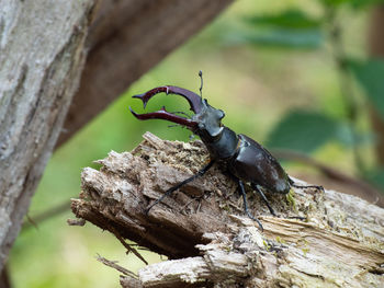 Close-up of an european stag beetle perching on wood