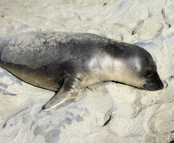 Close-up of fish on beach