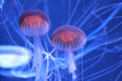 Jellyfish swimming in sea