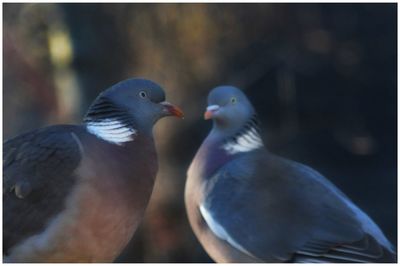 Close-up of bird perching on railing