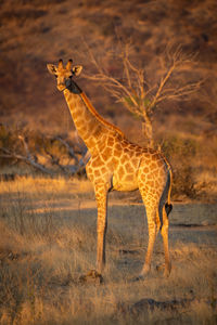 Southern giraffe stands watching camera at sunset