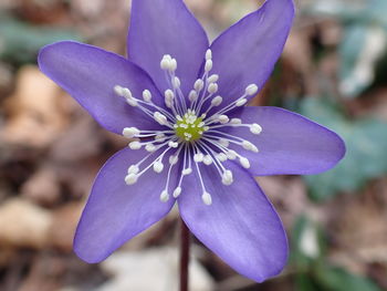 Close-up of purple flowering plant