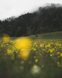 Yellow flowers on field