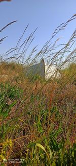 Plants growing on land against sky