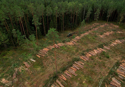 High angle view of sheep on field