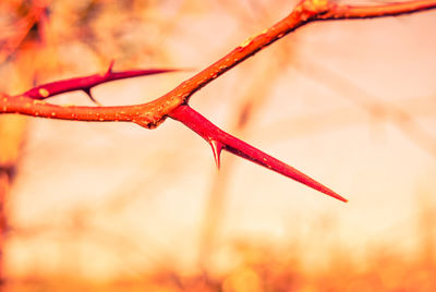 Close-up of thorn