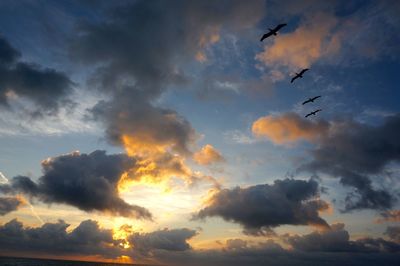 Low angle view of silhouette birds flying against sky during sunset