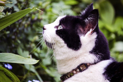 Close-up of a cat