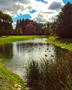 Swan swimming in lake against sky