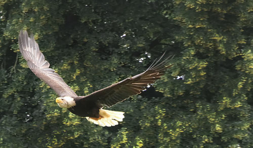 Low angle view of eagle flying against trees