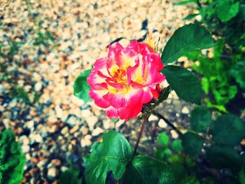 Close-up of pink rose blooming outdoors