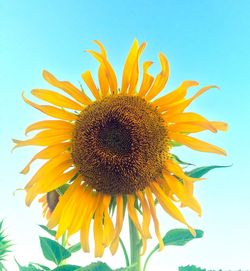 Close-up of sunflowers against sky