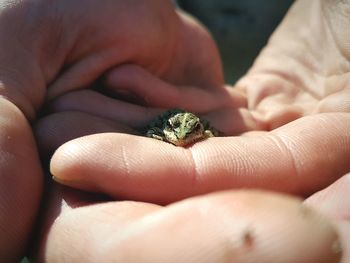 Close-up of a cropped hand of person holding a frog